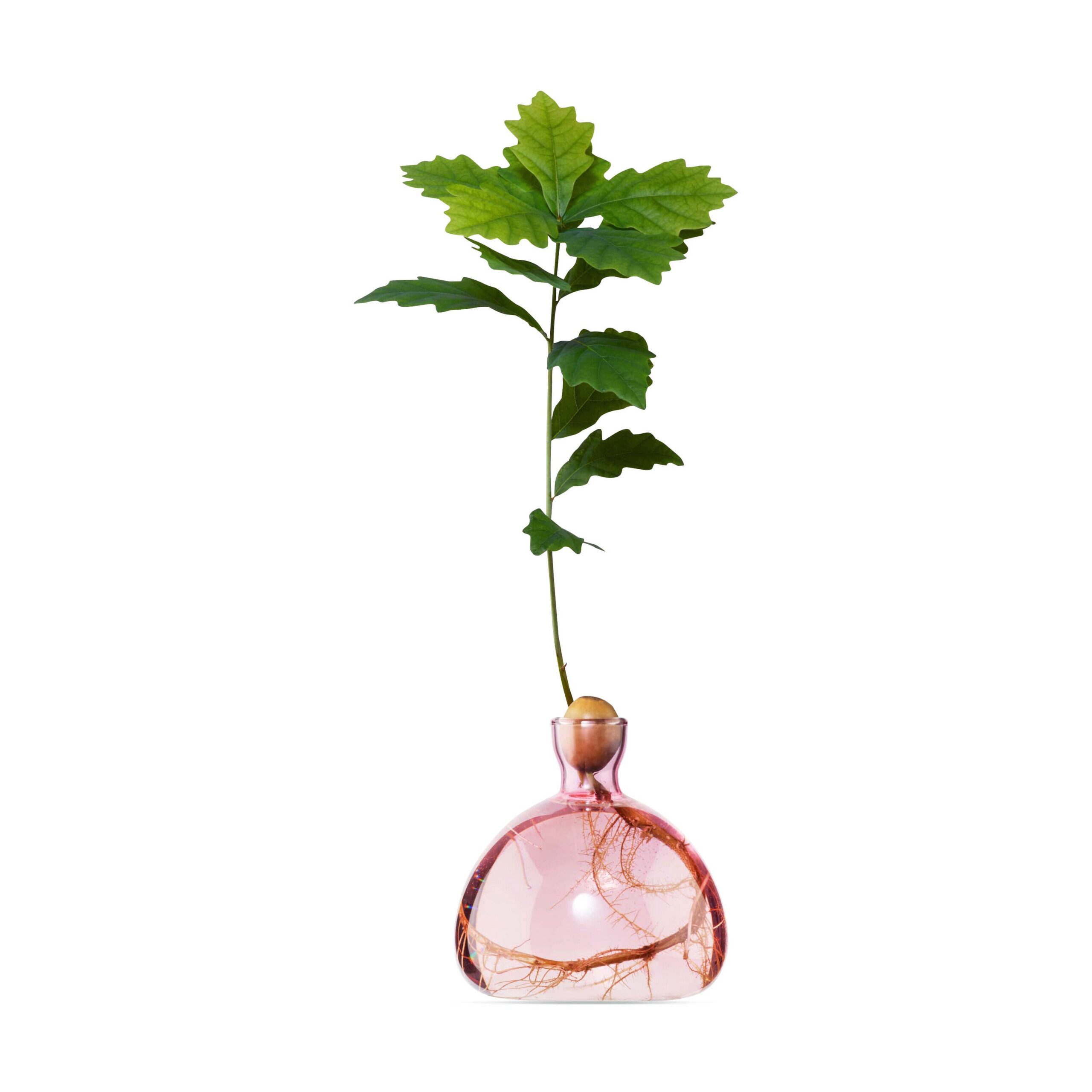 Acorn Vase – Pink