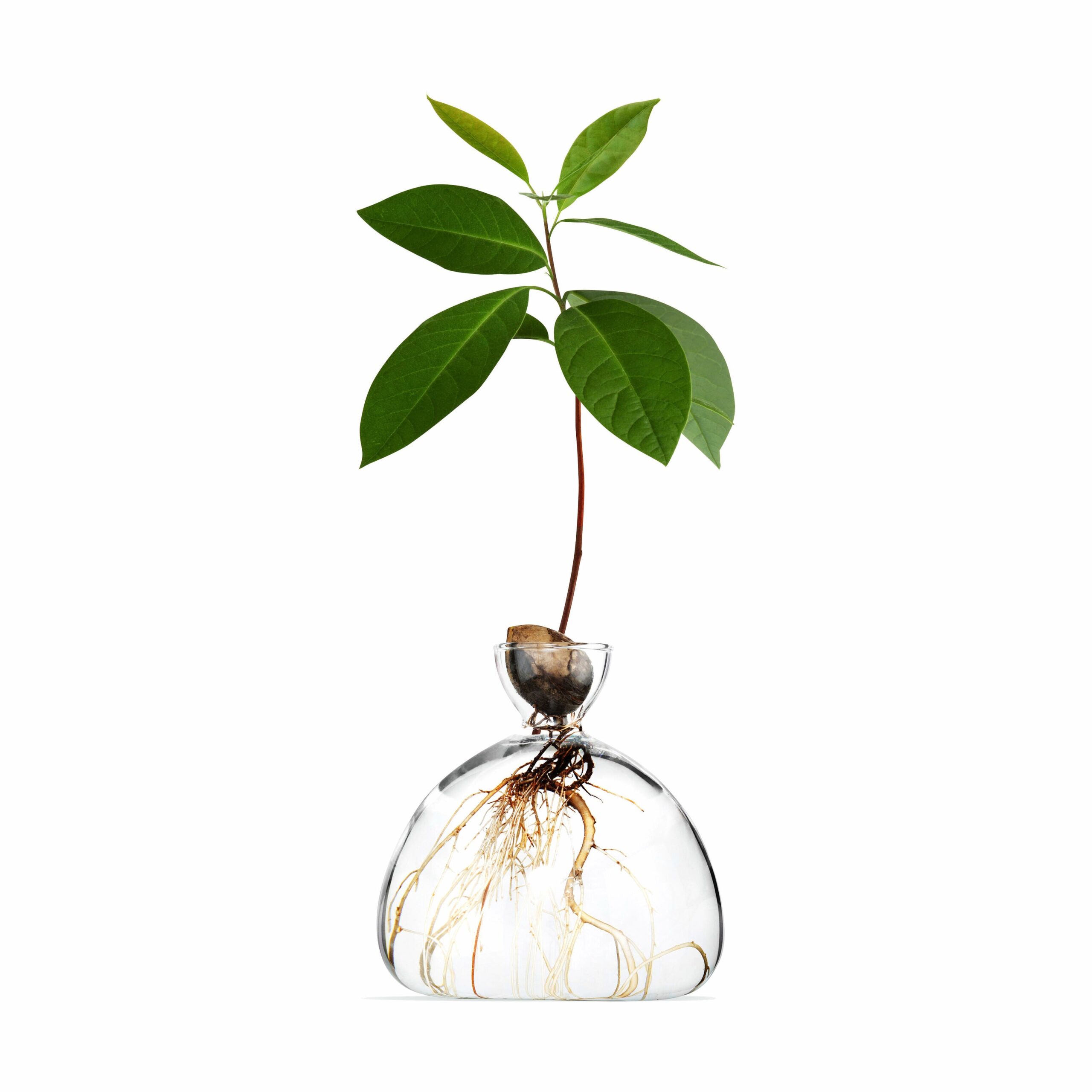 Avocado Vase – Clear