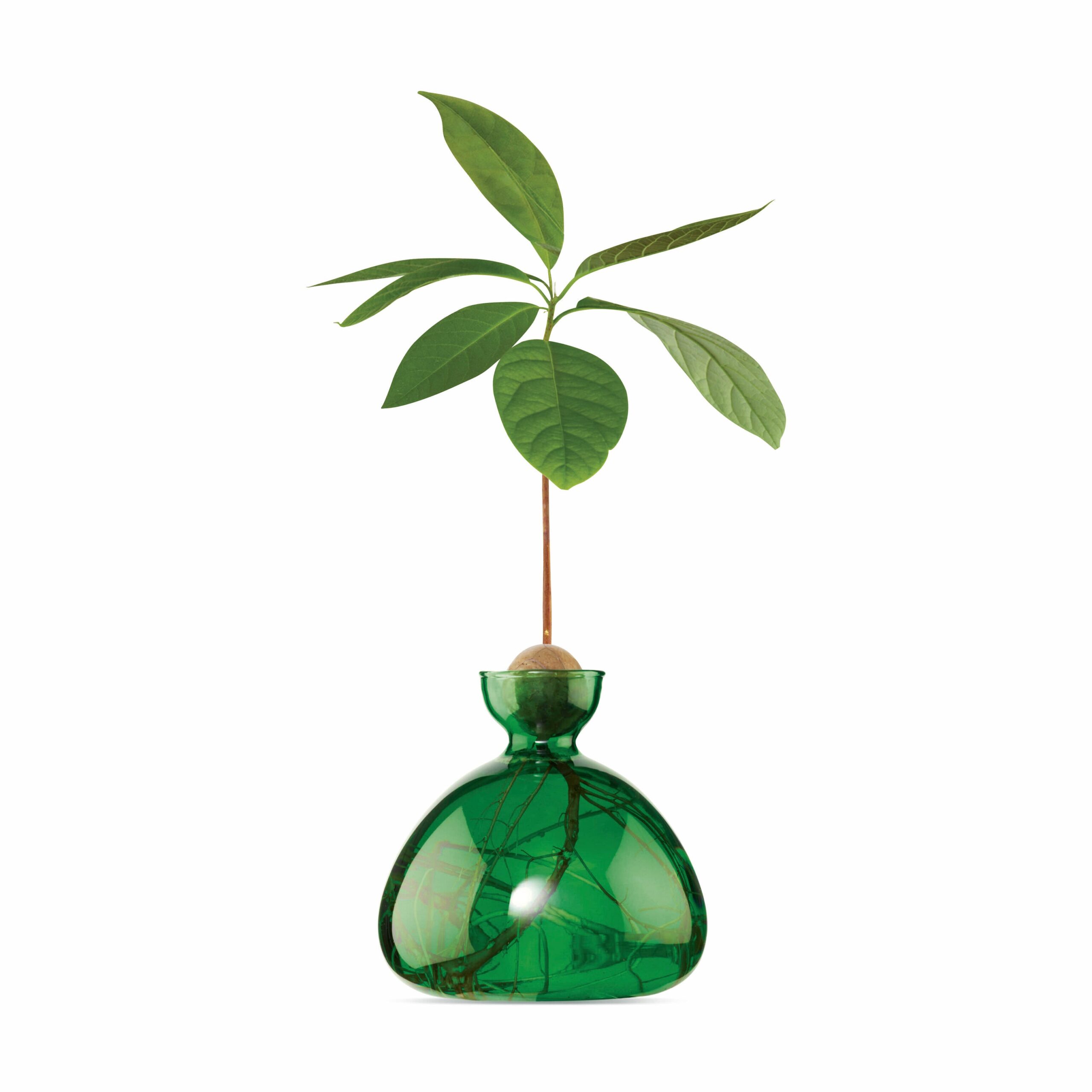Avocado Vase – Emerald Green