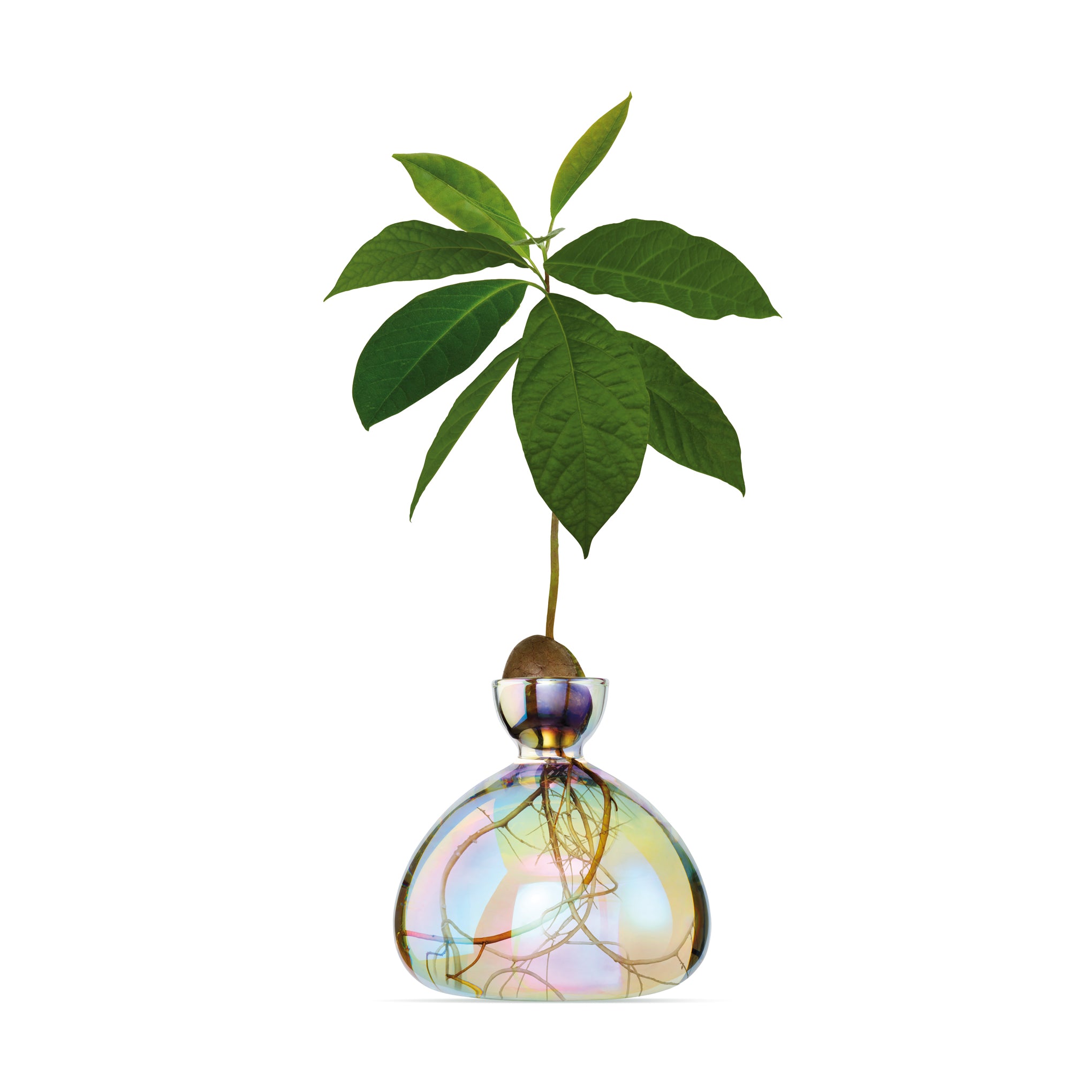 Avocado Vase – Iridescent