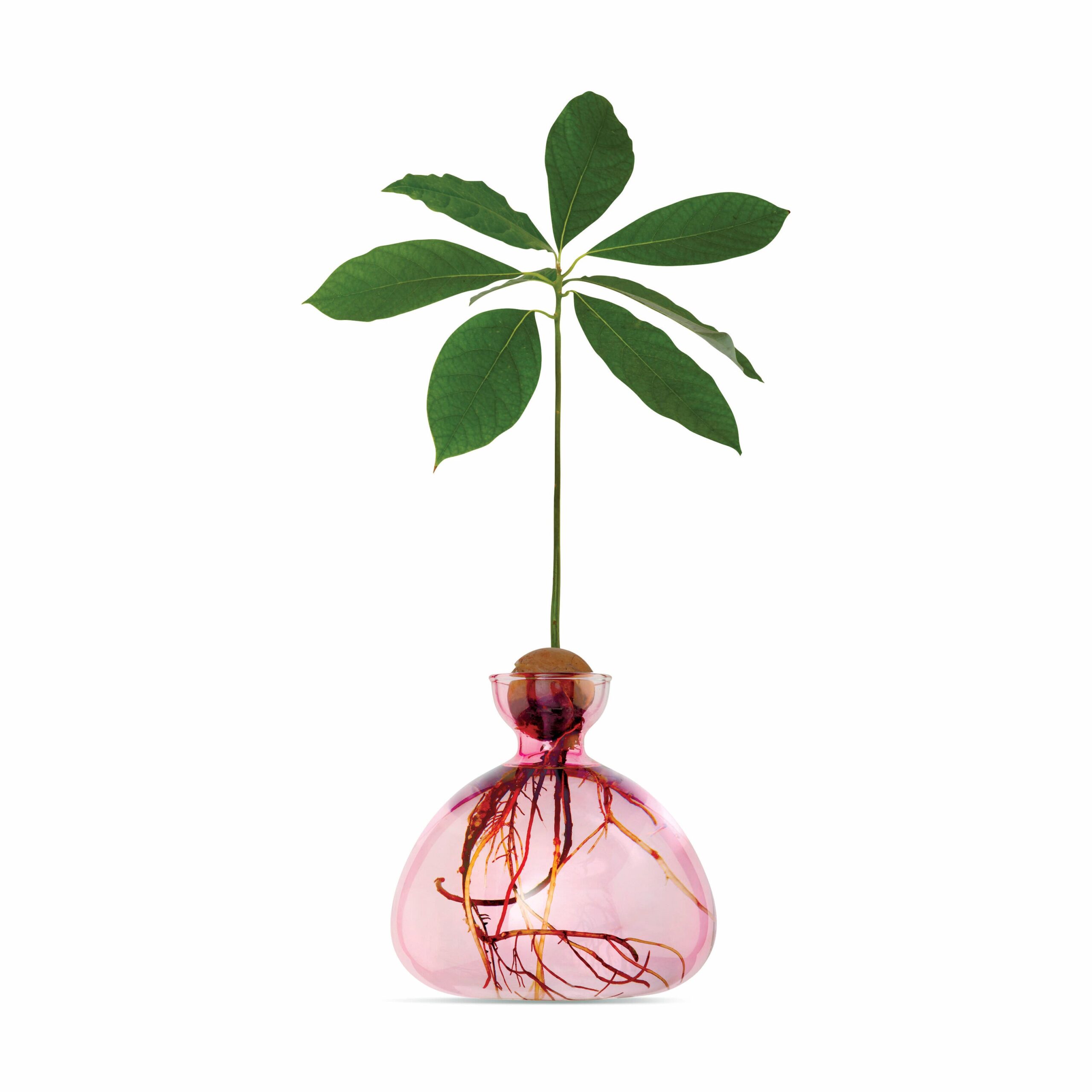 Avocado Vase – Pink