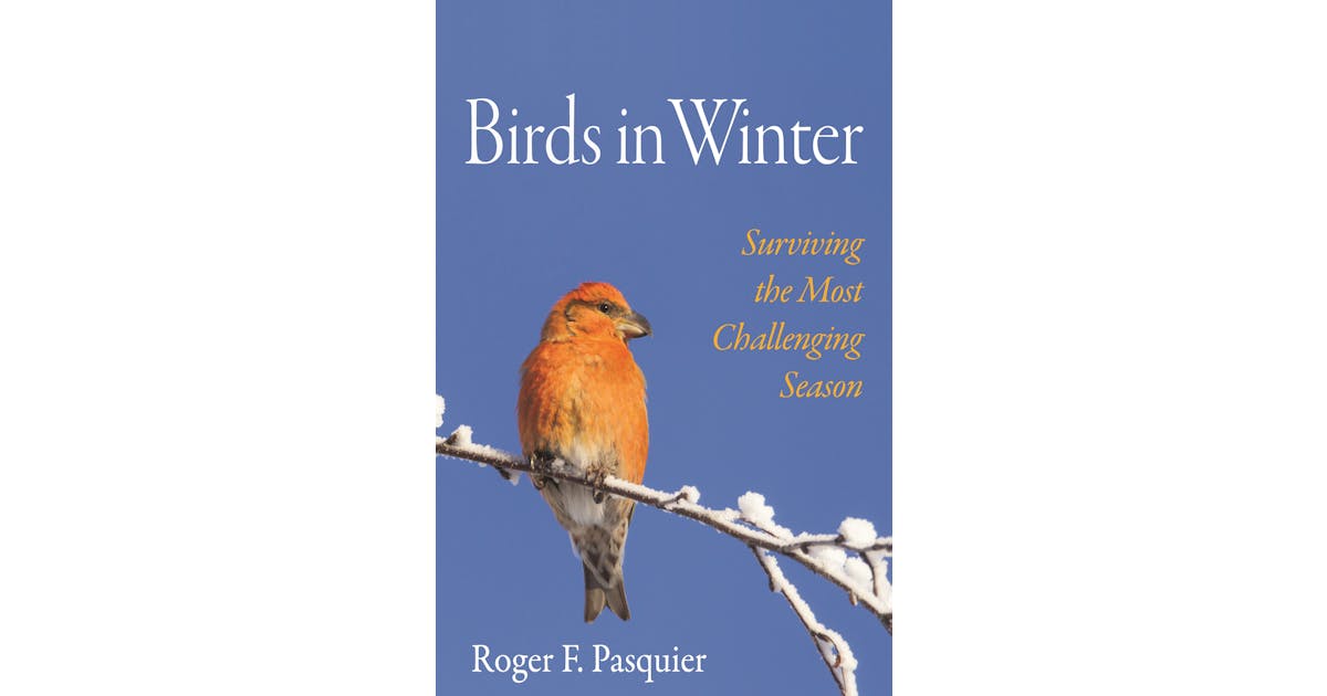 Birds in Winter: Surviving the Most Challenging Season