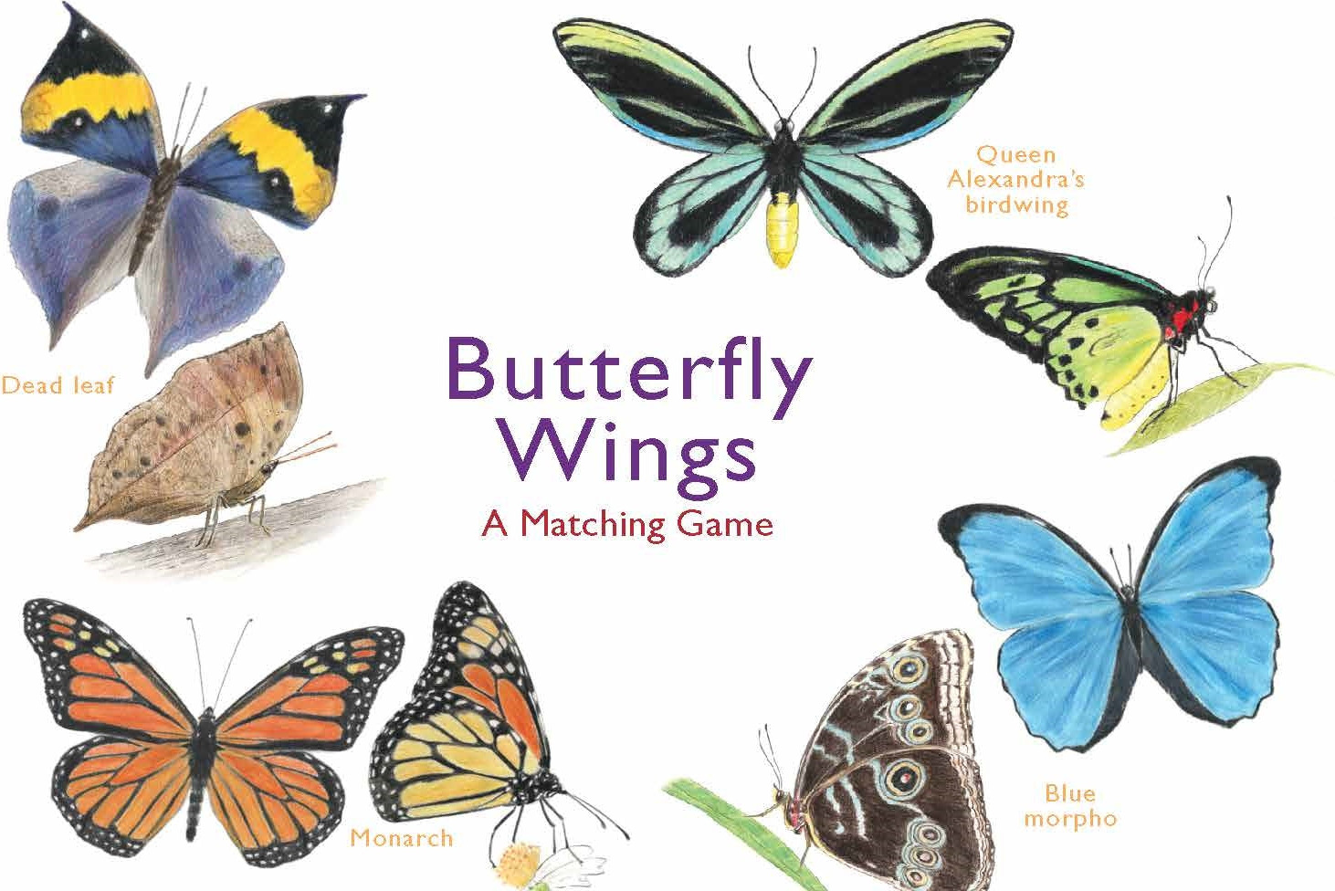 Butterfly Wings