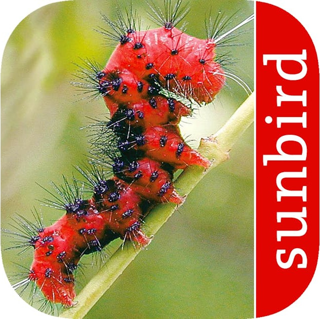Caterpillars of Eastern North America (App) cover