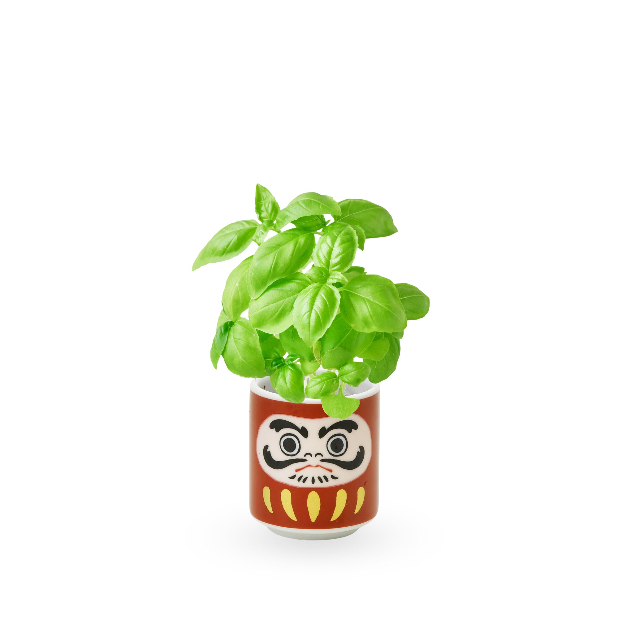 Lucky Mini Planter Kit – Daruma / Basil