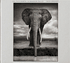 Nick Brandt: On This Earth, A Shadow Falls – ARTBOOK cover