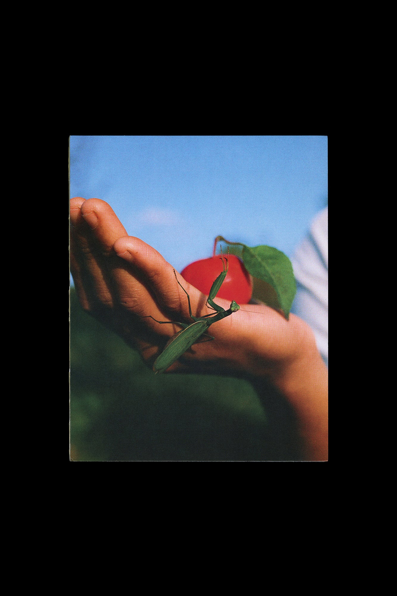 Playfulness Group Book