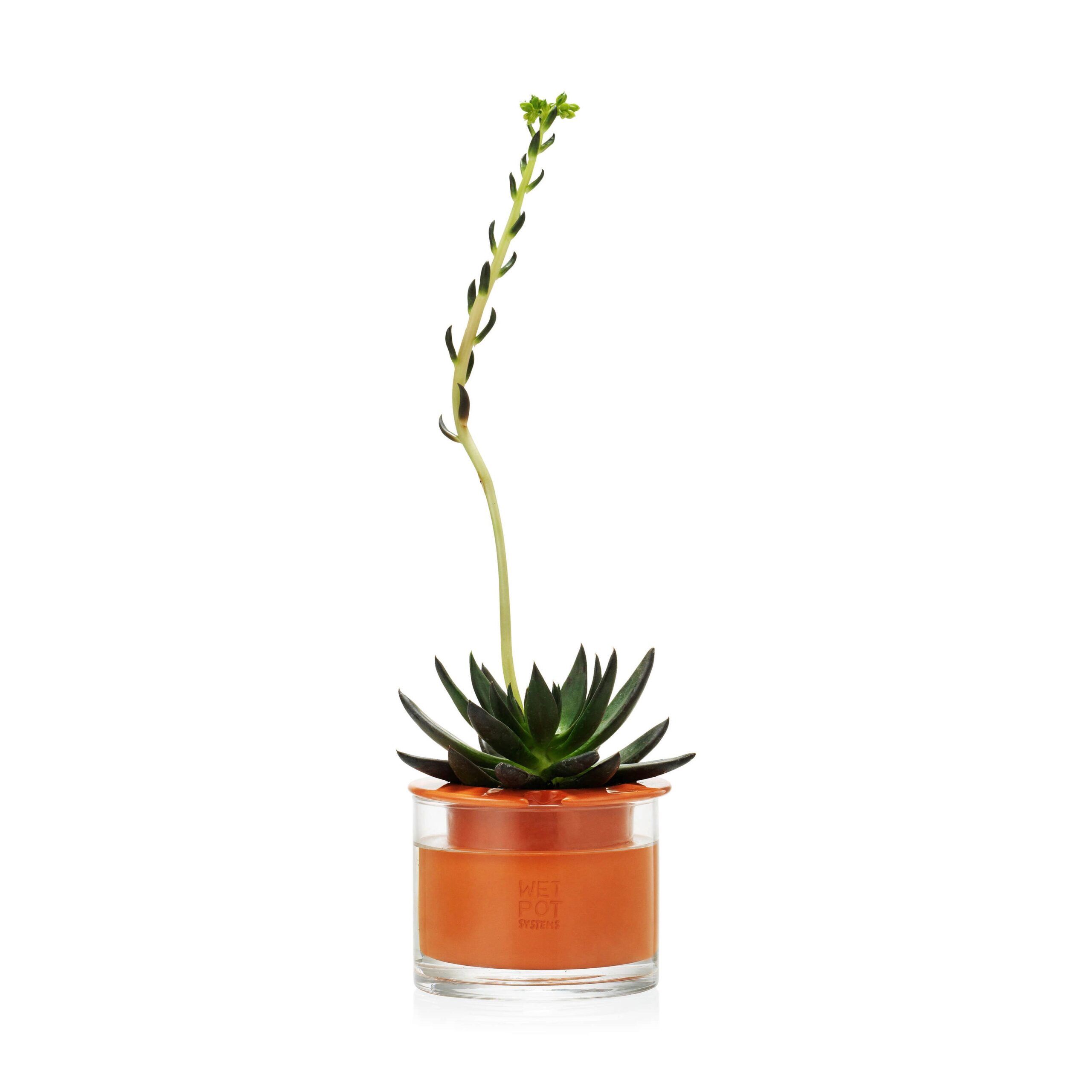 Self-Watering Wet Pots – X-Small