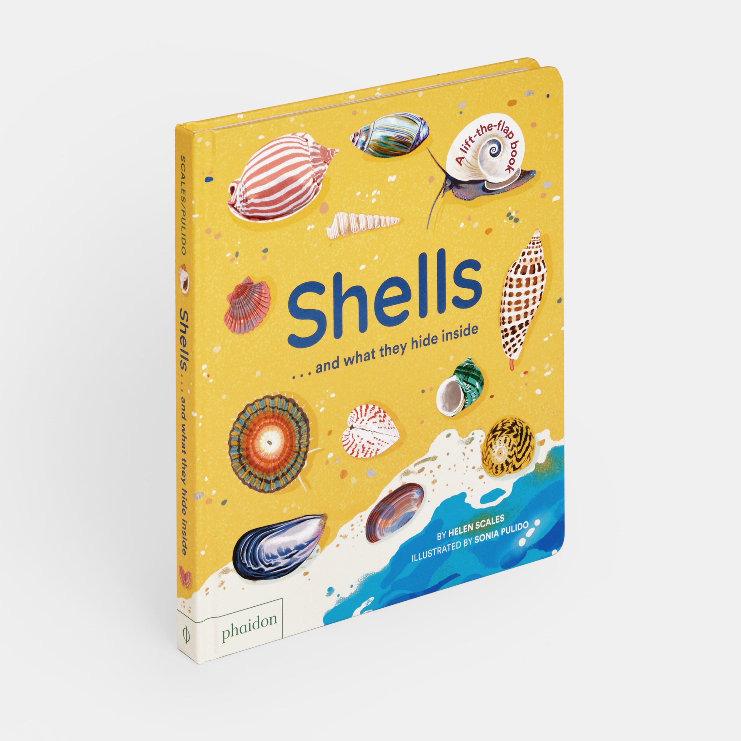 Shells… and what they hide inside: A Lift-the-Flap Adventure
