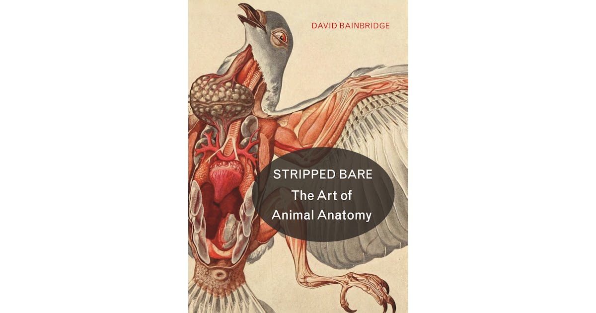 Stripped Bare: The Art of Animal Anatomy cover