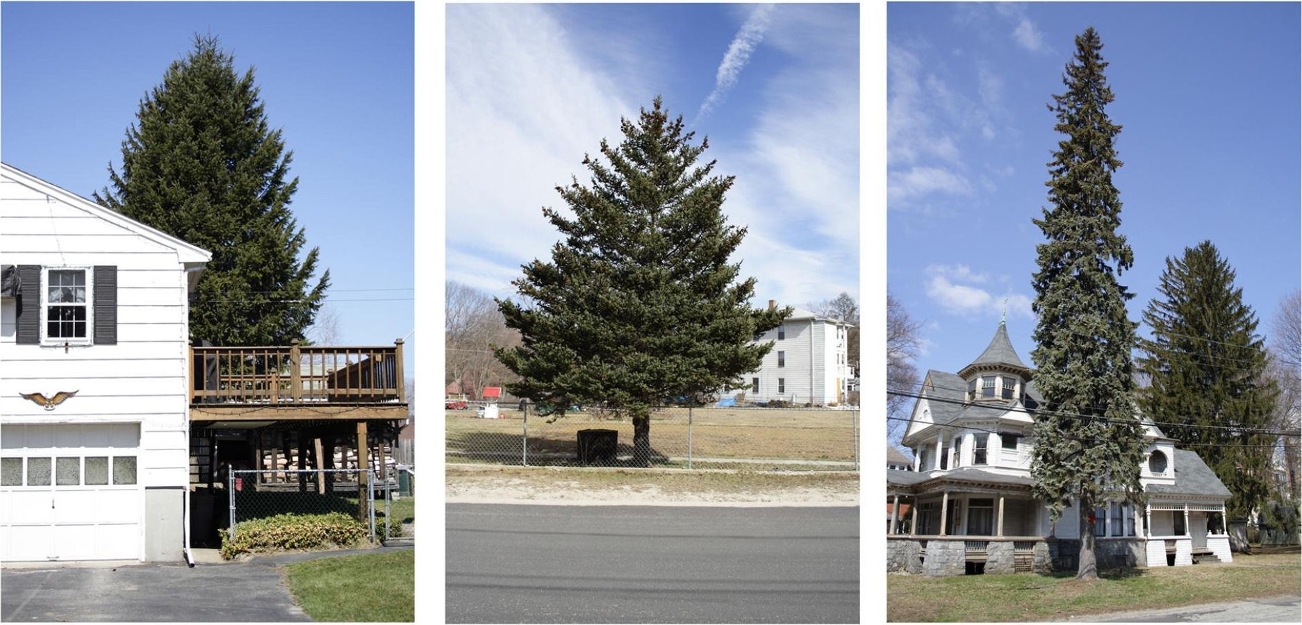 Untitled (from Every Tree in Town), Set of 3
