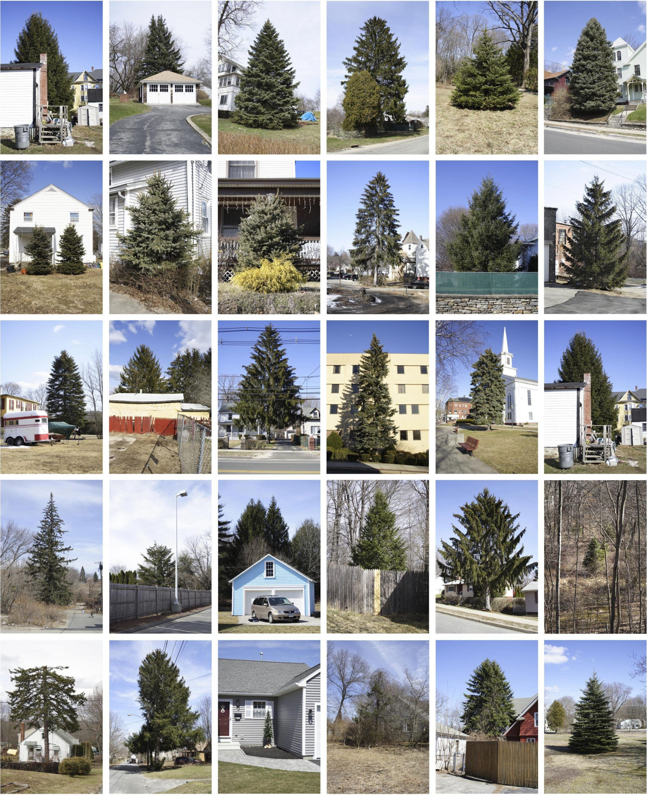 Untitled (from Every Tree in Town), Set of 30